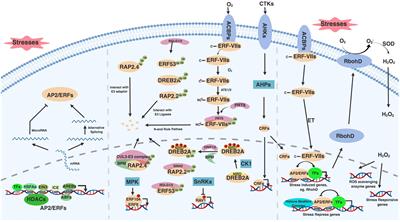 Frontiers | AP2/ERF Transcription Factor Regulatory Networks in 